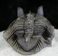 Amazing Tower-Eyed Erbenochile Trilobite - #24772-5